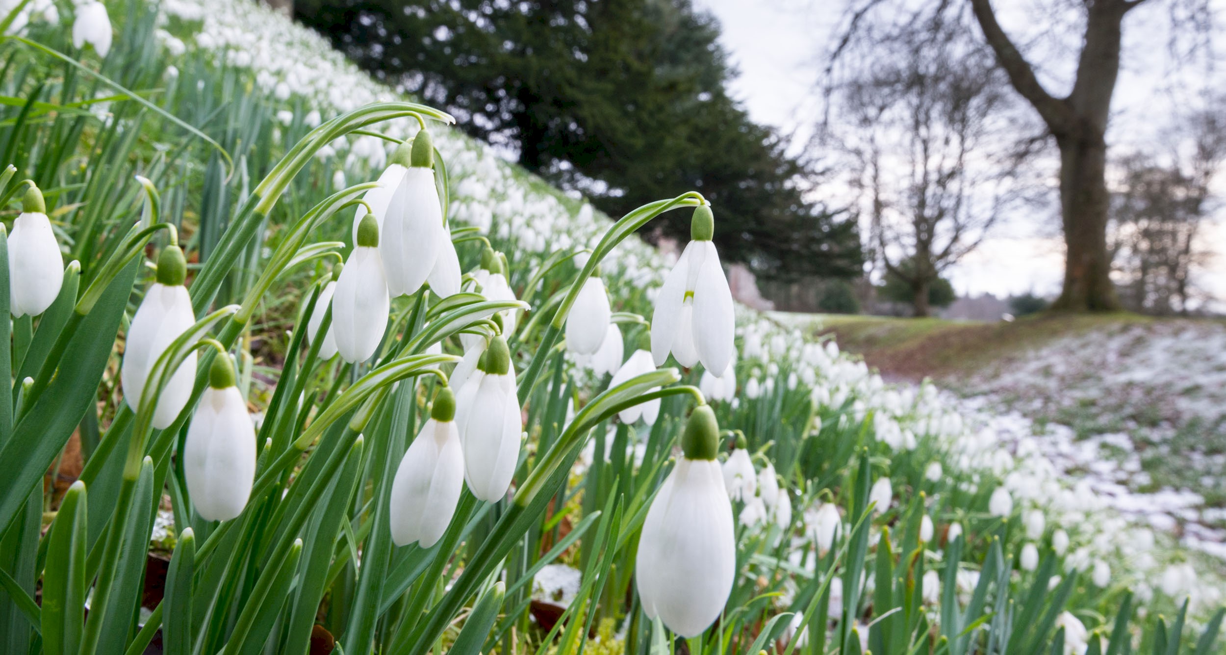 A layer of snowdrops with a light dusting of snow