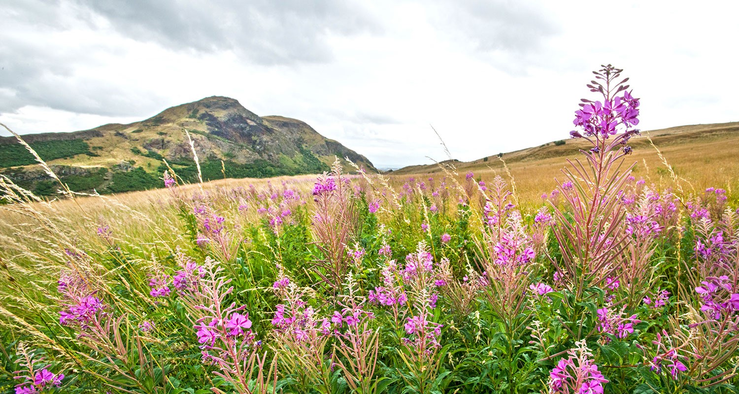 Pink flowers in Holyrood park